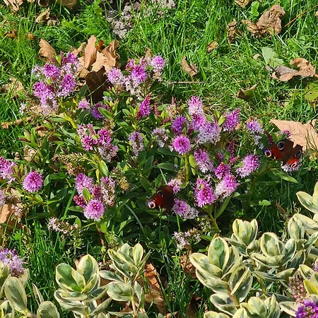 'como La Flor' Bloemenvelden Vrij Uitzicht Julianadorp