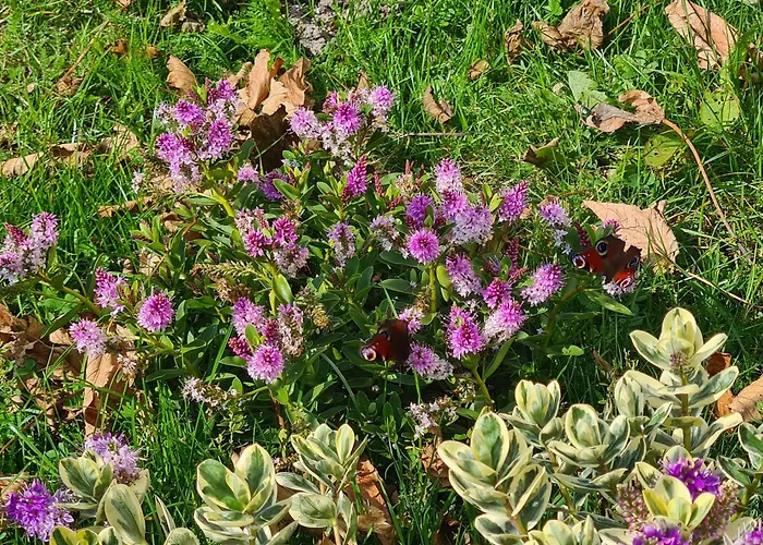 'como La Flor' Flowerfields Overview! 'airconditioning' جوليانادورب